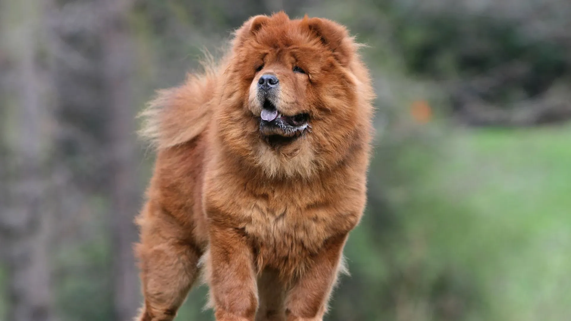 Chow Chow